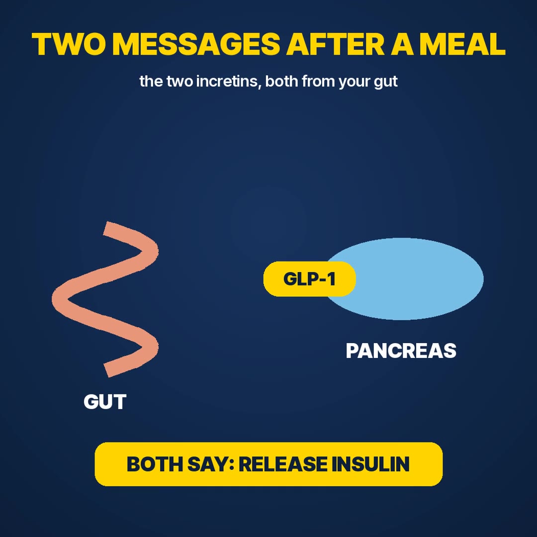 Explainer: after a meal your gut sends two insulin messages, GLP-1 and GIP